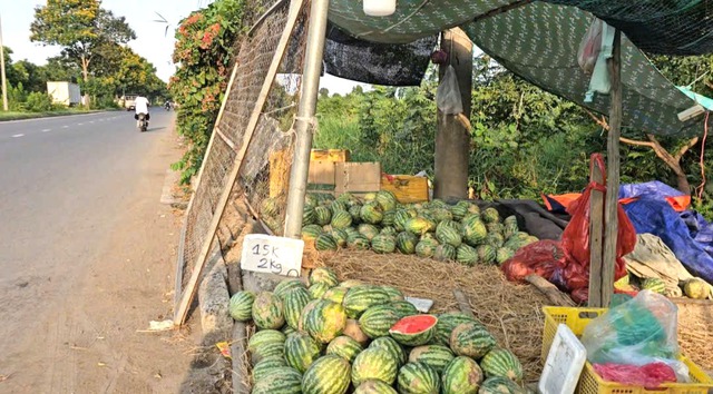 X&oacute;t xa ruộng dưa hấu B&igrave;nh Ch&aacute;nh hư hại, n&ocirc;ng d&acirc;n ngh&egrave;o trắng tay sau tết - Ảnh 5.