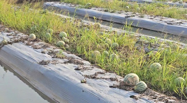 X&oacute;t xa ruộng dưa hấu B&igrave;nh Ch&aacute;nh hư hại, n&ocirc;ng d&acirc;n ngh&egrave;o trắng tay sau tết - Ảnh 4.