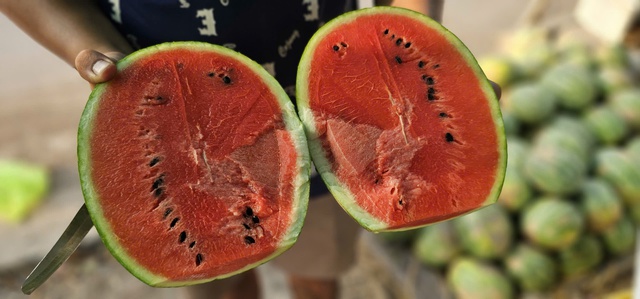 X&oacute;t xa ruộng dưa hấu B&igrave;nh Ch&aacute;nh hư hại, n&ocirc;ng d&acirc;n ngh&egrave;o trắng tay sau tết - Ảnh 6.