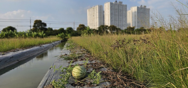X&oacute;t xa ruộng dưa hấu B&igrave;nh Ch&aacute;nh hư hại, n&ocirc;ng d&acirc;n ngh&egrave;o trắng tay sau tết - Ảnh 2.
