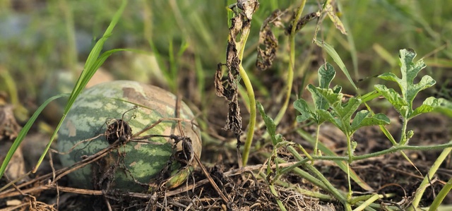 X&oacute;t xa ruộng dưa hấu B&igrave;nh Ch&aacute;nh hư hại, n&ocirc;ng d&acirc;n ngh&egrave;o trắng tay sau tết - Ảnh 3.