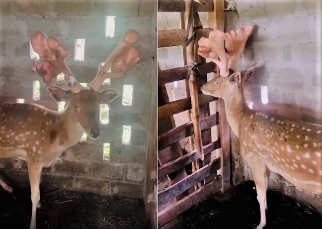 H&agrave; Tĩnh: Ngỡ ng&agrave;ng con hươu cho cặp nhung 'khủng' nặng khoảng 5 kg - Ảnh 1.