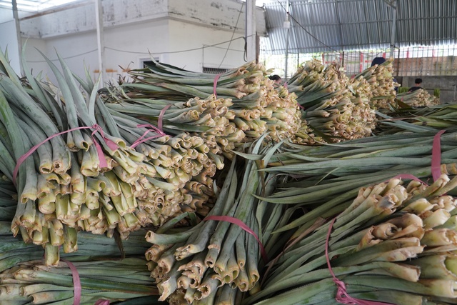 'Đổi đời' cho l&aacute; kh&oacute;m, n&ocirc;ng d&acirc;n miền T&acirc;y c&oacute; th&ecirc;m thu nhập- Ảnh 1.