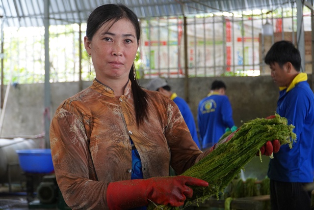 'Đổi đời' cho l&aacute; kh&oacute;m, n&ocirc;ng d&acirc;n miền T&acirc;y c&oacute; th&ecirc;m thu nhập- Ảnh 3.