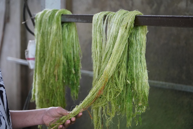 'Đổi đời' cho l&aacute; kh&oacute;m, n&ocirc;ng d&acirc;n miền T&acirc;y c&oacute; th&ecirc;m thu nhập- Ảnh 4.