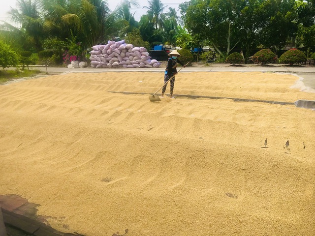 N&ocirc;ng d&acirc;n sốt ruột v&igrave; gi&aacute; xăng dầu tăng nhưng gi&aacute; l&uacute;a giảm mạnh- Ảnh 2.