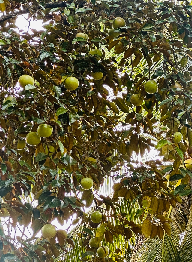 C&agrave; Mau: C&acirc;y l&acirc;u năm n&agrave;o được ph&eacute;p chuyển đổi tr&ecirc;n đất trồng l&uacute;a?- Ảnh 1.