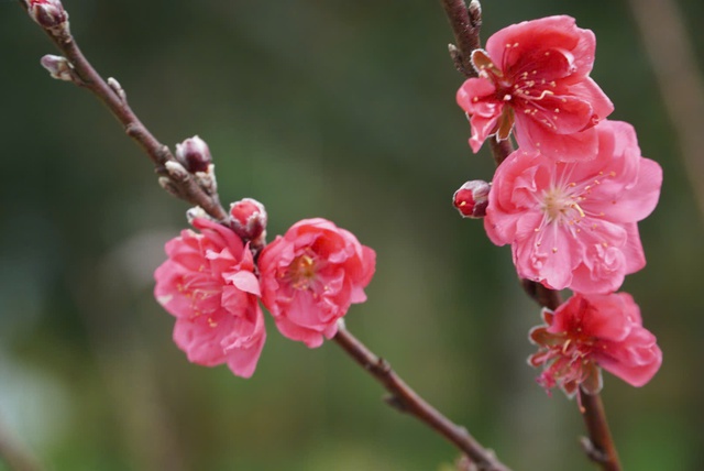 Cẩn thận với trend 'ăn hoa như ăn rau'- Ảnh 5.