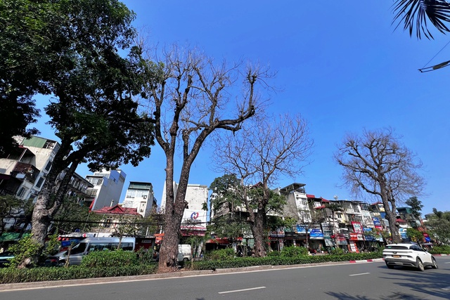 Vụ x&agrave; cừ cổ thụ trụi l&aacute; bất thường: 3 c&acirc;y đ&atilde; chết, sẽ sớm chặt hạ - Ảnh 1.