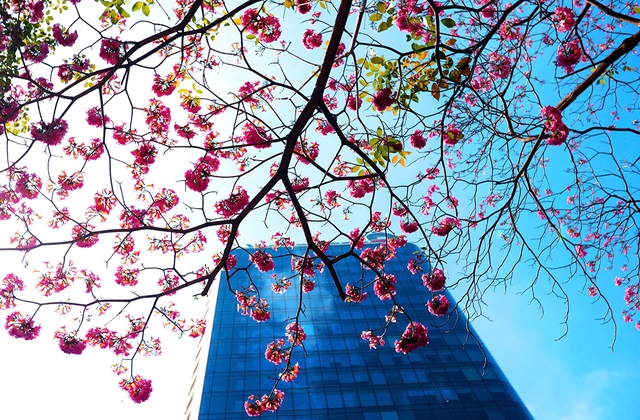 TP.HCM nắng n&oacute;ng gia tăng- Ảnh 1.