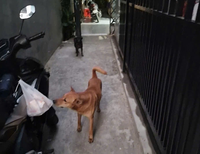 Nỗi ám ảnh chó dữ thả rông tấn liên tục cắn người tại TP.HCM - Ảnh 3.