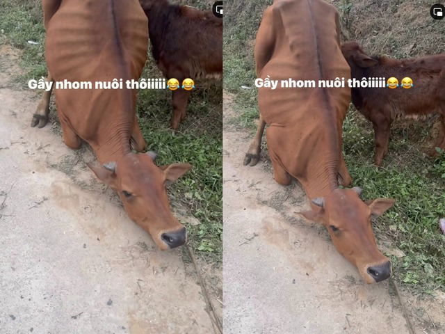 Clip con b&ograve; quỳ xuống v&igrave; tưởng bị đưa đi l&agrave;m thịt khiến nhiều người thương x&oacute;t - Ảnh 1.