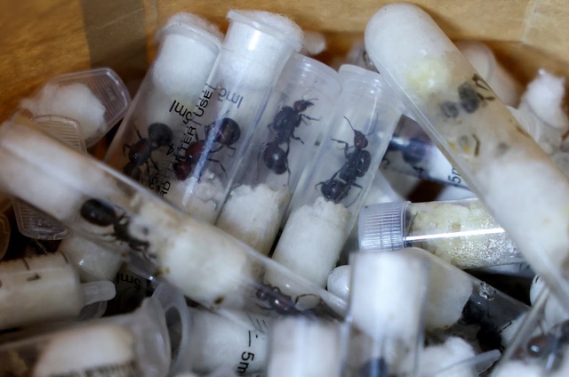 Bị bắt v&igrave; bu&ocirc;n lậu 2.000 con kiến qua s&acirc;n bay - Ảnh 1.