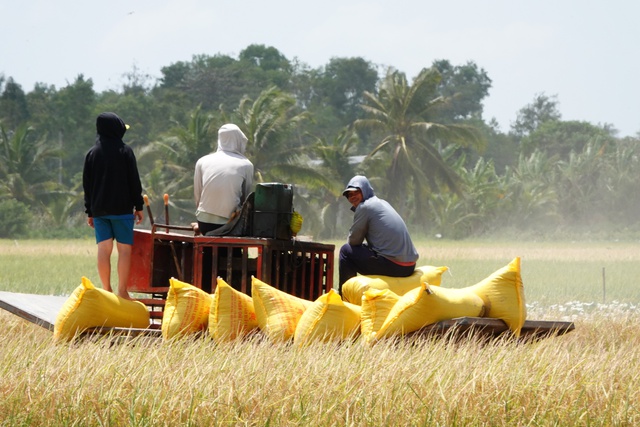 Tăng cường thu mua tạm trữ lúa gạo cho nông dân - Ảnh 1.