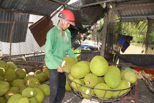 Nông sản Đồng Tháp đồng loạt giảm giá  - Ảnh 1.