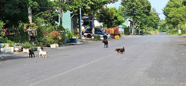 Nỗi ám ảnh mang tên chó thả rông- Ảnh 2. Nỗi ám ảnh mang tên chó thả rông- Ảnh 2.