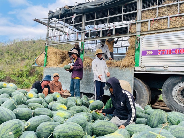 Gi&aacute; dưa hấu lao dốc, n&ocirc;ng d&acirc;n Gia Lai lao đao- Ảnh 2.