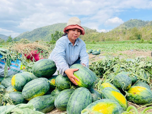 Gi&aacute; dưa hấu lao dốc, n&ocirc;ng d&acirc;n Gia Lai lao đao- Ảnh 3.