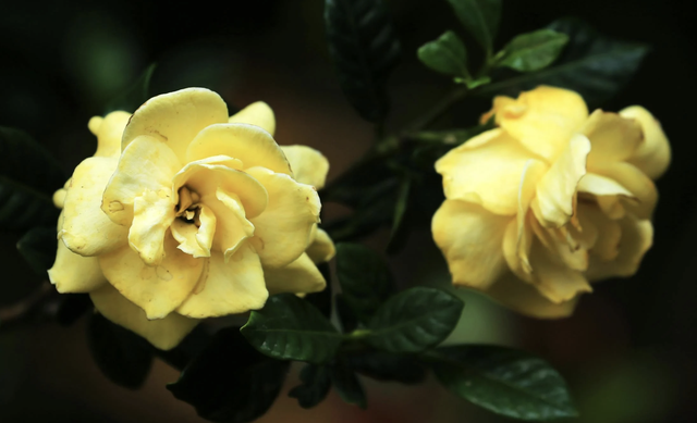 Trend h&aacute;t karaoke 'Cỏ dại v&agrave; hoa d&agrave;nh d&agrave;nh' phủ s&oacute;ng c&otilde;i mạng: Nguồn gốc từ đ&acirc;u? - Ảnh 2.