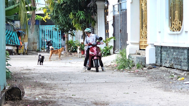 Nỗi ám ảnh mang tên chó thả rông- Ảnh 6. Nỗi ám ảnh mang tên chó thả rông- Ảnh 6.