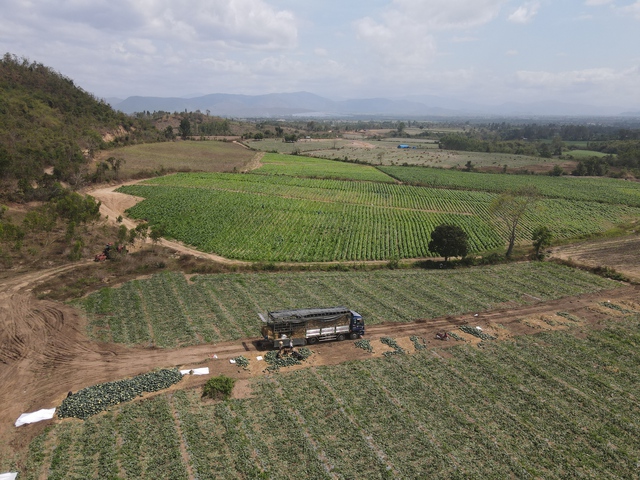 Gi&aacute; dưa hấu lao dốc, n&ocirc;ng d&acirc;n Gia Lai lao đao- Ảnh 1.