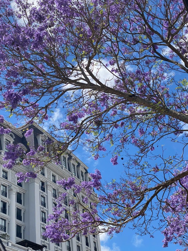 Đà Lạt tháng 3 đằm thắm sắc hoa phượng tím   - Ảnh 17.