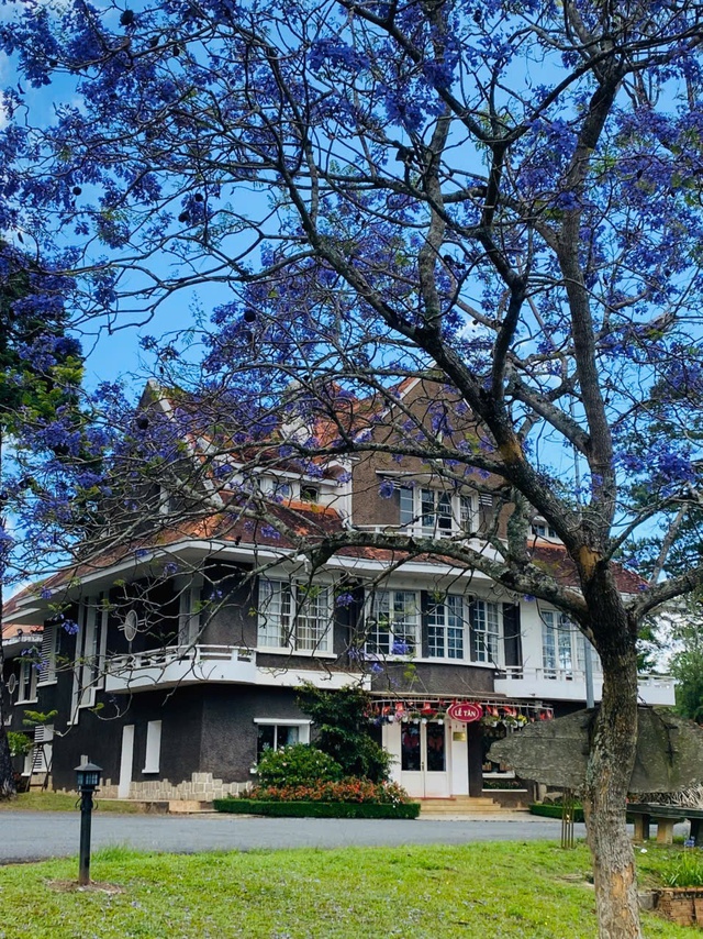 Đà Lạt tháng 3 đằm thắm sắc hoa phượng tím   - Ảnh 15.