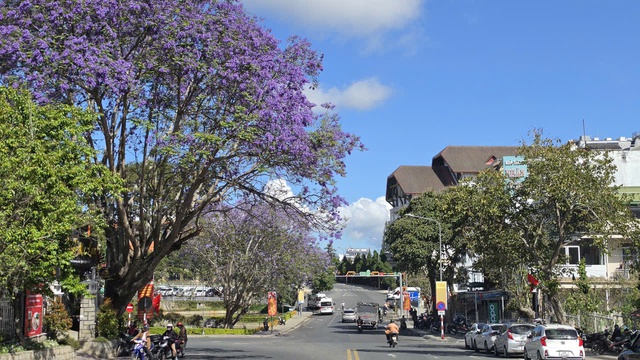 Đà Lạt tháng 3 đằm thắm sắc hoa phượng tím   - Ảnh 6.