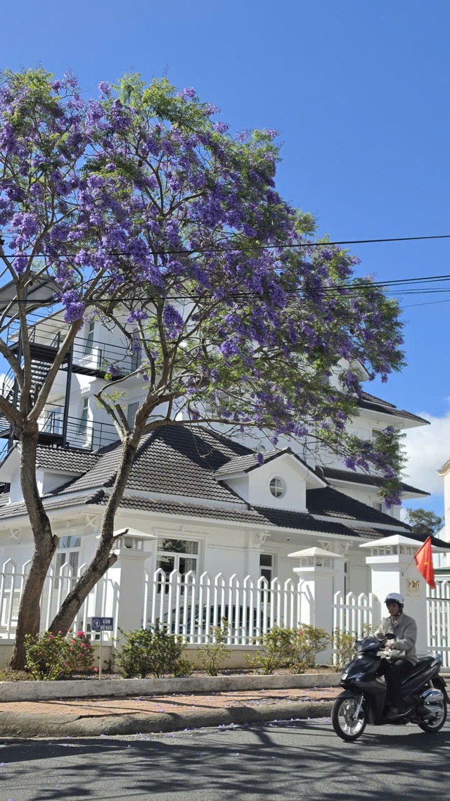 Đà Lạt tháng 3 đằm thắm sắc hoa phượng tím   - Ảnh 10.