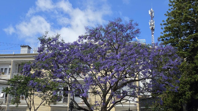 Đà Lạt tháng 3 đằm thắm sắc hoa phượng tím   - Ảnh 8.