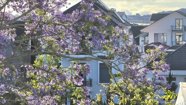 Đà Lạt tháng 3 đằm thắm sắc hoa phượng tím   - Ảnh 9.