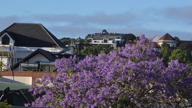 Đà Lạt tháng 3 đằm thắm sắc hoa phượng tím   - Ảnh 1.