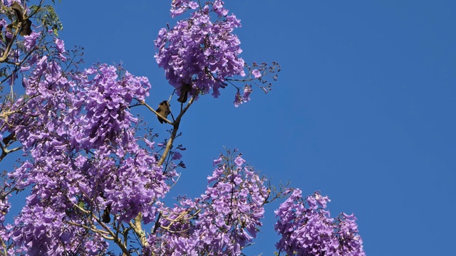 Đà Lạt tháng 3 đằm thắm sắc hoa phượng tím   - Ảnh 5.