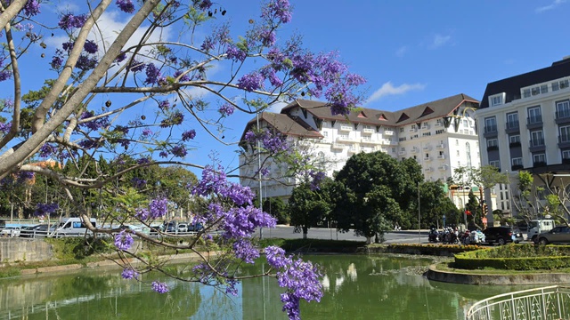 Đà Lạt tháng 3 đằm thắm sắc hoa phượng tím   - Ảnh 2.