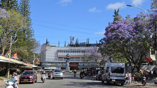 Đà Lạt tháng 3 đằm thắm sắc hoa phượng tím   - Ảnh 3.
