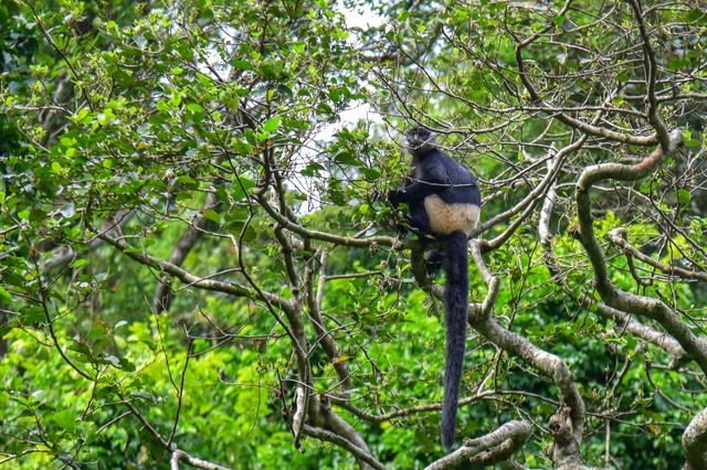Hươu sao &ldquo; đấu v&otilde; &rdquo; tại C&uacute;c Phương: Khoảnh khắc đ&aacute;ng y&ecirc;u thu h&uacute;t triệu view - Ảnh 1.