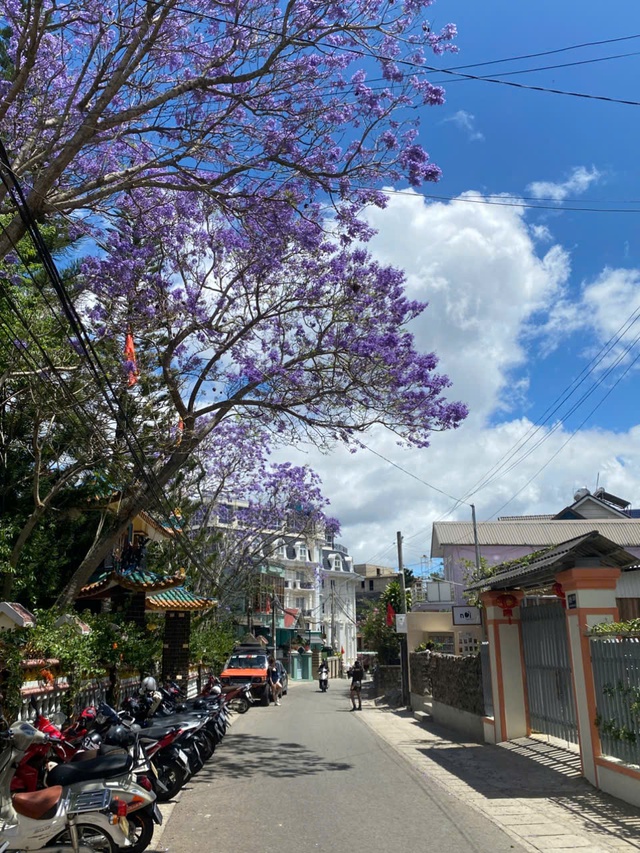 Đà Lạt tháng 3 đằm thắm sắc hoa phượng tím   - Ảnh 13.