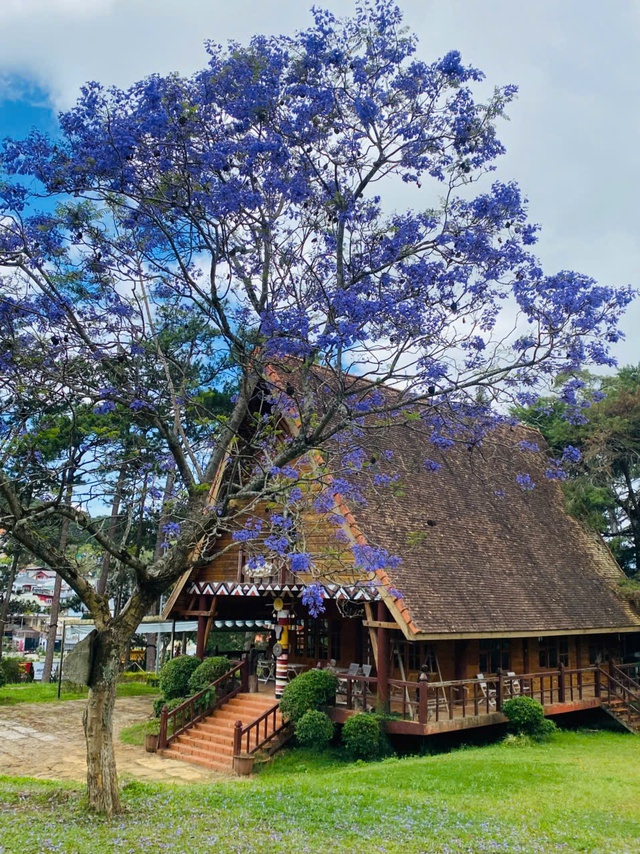 Đà Lạt tháng 3 đằm thắm sắc hoa phượng tím   - Ảnh 12.