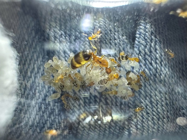  Khám phá ' đế chế ' thu nhỏ trong hộp kính năm 2026 - Ảnh 2.