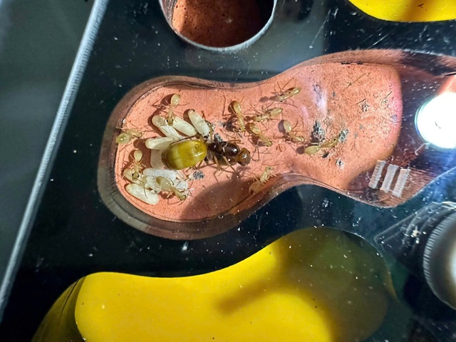  Khám phá ' đế chế ' thu nhỏ trong hộp kính năm 2026 - Ảnh 3.