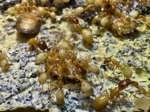  Khám phá ' đế chế ' thu nhỏ trong hộp kính năm 2026 - Ảnh 1.