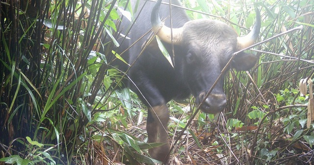 B&aacute;u vật Chư Mom Ray: Đợi th&uacute; hoang trở lại - Ảnh 2.