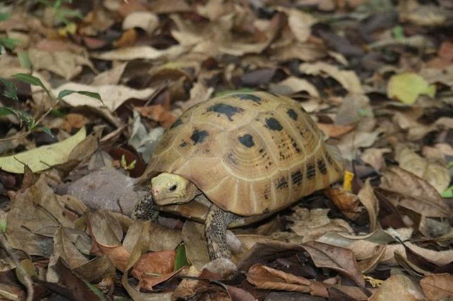 B&aacute;u vật Chư Mom Ray: Đợi th&uacute; hoang trở lại - Ảnh 4.