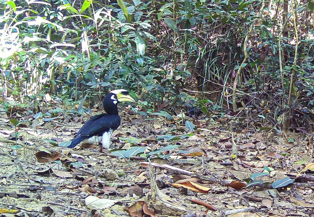 B&aacute;u vật Chư Mom Ray: Đợi th&uacute; hoang trở lại - Ảnh 7.
