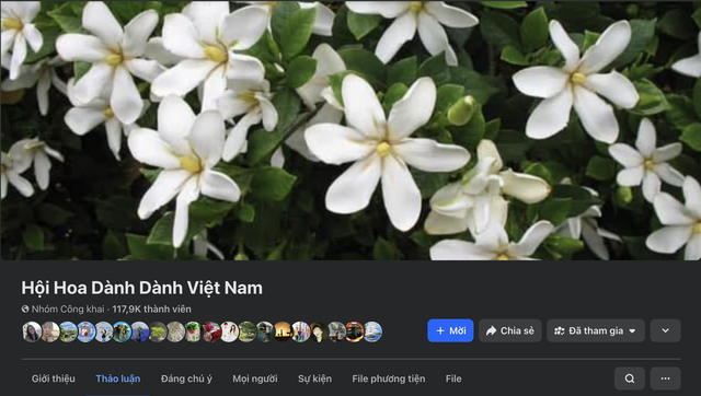 T&igrave;m mua hoa d&agrave;nh d&agrave;nh từ hot trend tr&ecirc;n mạng, shop 'nổ' đơn: Lưu &yacute; khi trồng - Ảnh 1.