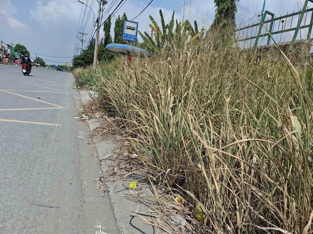 Vỉa hè bị cây cỏ bao trùm  - Ảnh 1.