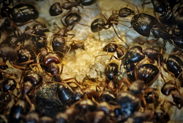  Khám phá ' đế chế ' thu nhỏ trong hộp kính năm 2026 - Ảnh 5.