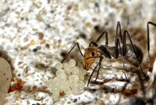  Khám phá ' đế chế ' thu nhỏ trong hộp kính năm 2026 - Ảnh 7.