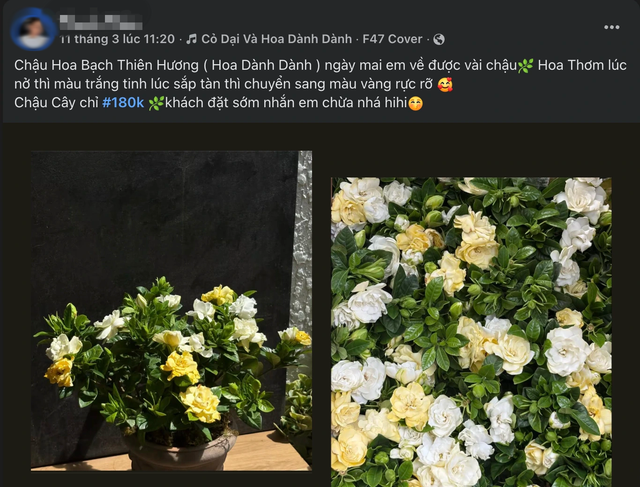 T&igrave;m mua hoa d&agrave;nh d&agrave;nh từ hot trend tr&ecirc;n mạng, shop 'nổ' đơn: Lưu &yacute; khi trồng - Ảnh 2.