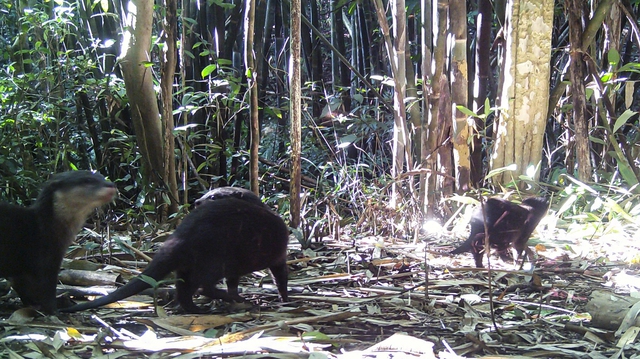 Lần đầu phát hiện rái cá, chim hồng hoàng qua bẫy ảnh ở Chư Mom Ray - Ảnh 1.